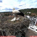 16_15-nest.jpg