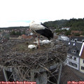 16_20-nest.jpg