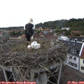 16_25-nest.jpg