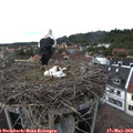 16_30-nest.jpg