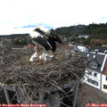 16_35-nest.jpg