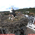 16_40-nest.jpg