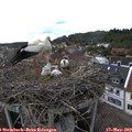 16_45-nest.jpg