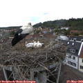16_50-nest.jpg
