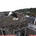 16_55-nest.jpg