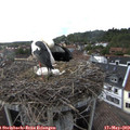 17_00-nest.jpg