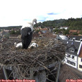 17_05-nest.jpg