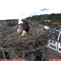 17_10-nest.jpg