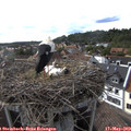 17_15-nest.jpg