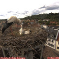 17_20-nest.jpg
