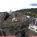 17_25-nest.jpg