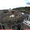 17_30-nest.jpg