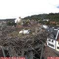 17_35-nest.jpg