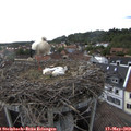 17_40-nest.jpg