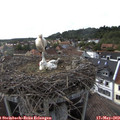 17_45-nest.jpg