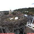 17_50-nest.jpg