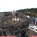 17_55-nest.jpg