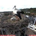 18_00-nest.jpg