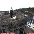 18_05-nest.jpg