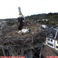 18_10-nest.jpg