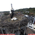 18_15-nest.jpg