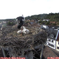 18_20-nest.jpg
