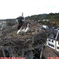 18_25-nest.jpg