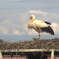 18_30-mast.jpg