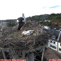 18_30-nest.jpg