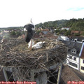 18_35-nest.jpg