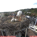 18_40-nest.jpg