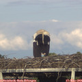 18_45-mast.jpg