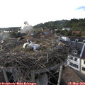 18_45-nest.jpg