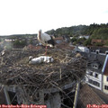 18_50-nest.jpg