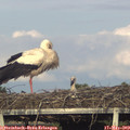 18_55-mast.jpg