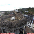 19_00-nest.jpg