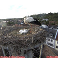 19_05-nest.jpg