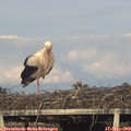 19_10-mast.jpg