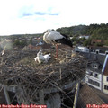 19_10-nest.jpg