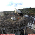19_15-nest.jpg