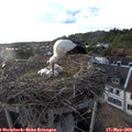 19_20-nest.jpg