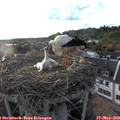 19_25-nest.jpg