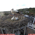 19_30-nest.jpg