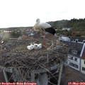 19_35-nest.jpg