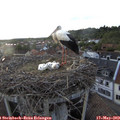 19_40-nest.jpg