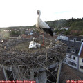 19_45-nest.jpg