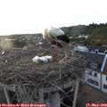 19_50-nest.jpg