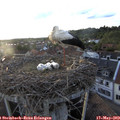 19_55-nest.jpg