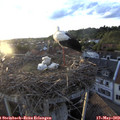 20_05-nest.jpg