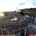 20_10-nest.jpg